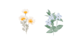 create insects, animals and botanical illustrations