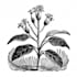 create botanical illustration of flowers