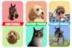 fast vector your pet