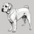 draw pet portrait vector line art