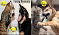 do a viral pets compilations video cats and dogs from youtube,tiktok, facebook