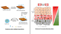 do scientific illustration and graphical abstract for journal publication