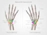 create detailed, accurate 2d digital medical illustrations