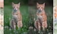 create perfect pet photos with professional editing