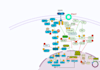 create medical and scientific illustrations, figures, pathways, flowcharts