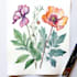 draw botanical watercolor illustration