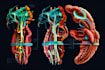 design medical figures and scientific illustrations