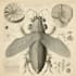 design scientific illustrations and diagrams