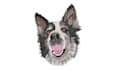 design amazing attractive embroidery digitizing logo
