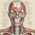 do medical and scientific illustrations
