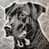 draw a pet portrait using linocut technique
