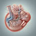 do medical and scientific illustrations