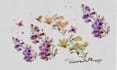 draw botanical illustrations in watercolor