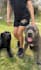 create ugc pet content for your brand with my dogs