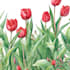 draw botanical illustration art for you