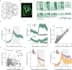 trace and  annotate neurons cells and neurites for ai algorithms