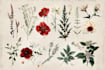 do botanical illustration flower, plant illustration, logo