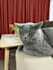 create pet ugc videos that showcase your product