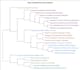 do qualitative data analysis of interviews using nvivo, atlas ti and maxqda