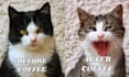 create funny viral memes and memes videos about your project