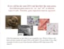 make insightful presentations for biological and medical sciences