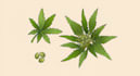 do cannabis weed marijuana hemp cbd oil logo design with all file