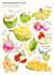 draw watercolor food and drink for restaurants, book