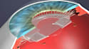 create your 3d medical anatomy scientific biomedical illustration or animation