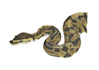 paint you pets, reptils, amphibians
