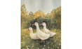 paint any bird you like, wild bird, pets
