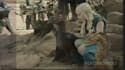 do cgi 3d dragon animatin, 3d animal animation, cgi, animal composting, vfx