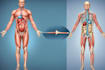 professional medical illustrations, drawings, exercises