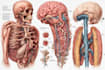 draw detailed medical illustrations