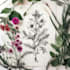 design elegant botanical illustration composition