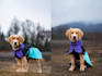create dog ugc video ads or photo with my golden retriever