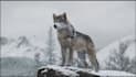 do any 3d animal model 3d animation 3d creature 3d character animation cgi vfx