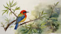 draw watercolor paintings , nature, birds