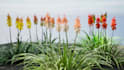 pro render realistic 3d plant animation, cgi flower design, 3d flower animation