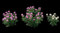 do 3d flower animation, flower animation, plant, flower, 3d model, 3d rendering