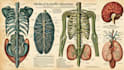 do medical and scientific illustrations