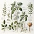 do botanical and anatomical scientific illustrations