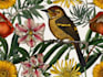 draw animal and botanical illustrations