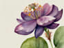create a botanical watercolor illustration, floral drawing