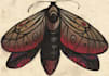 paint unique illustrations of insects and butterflies