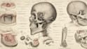 do all medical, dental and scientific illustrations
