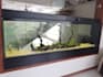 guide on ornamental fish breeding, fishkeeping, aquascaping, article on aquatics