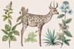 create insects, animals and botanical illustrations