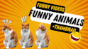 create funny pets animal videos for youtube