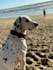 be your dog model and content creator