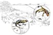 draw a scientific illustration